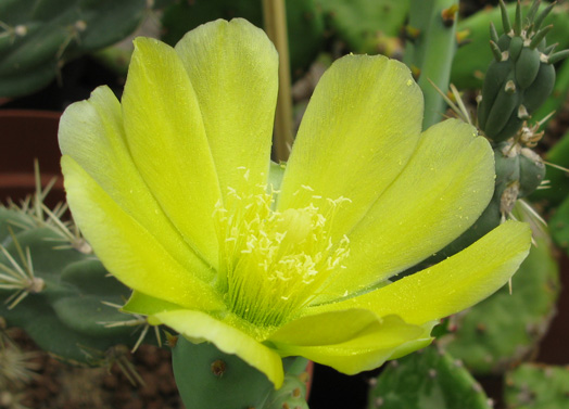 Pépinière Palmaris Opuntia inermis 