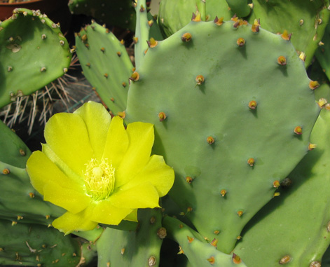 Pépinière Palmaris Opuntia inermis 