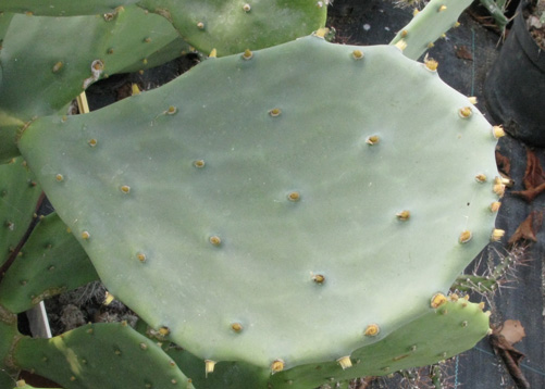 Pépinière Palmaris Opuntia inermis