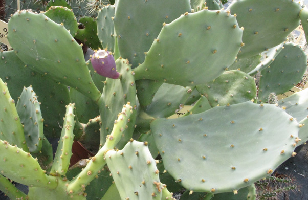 Pépinière Palmaris Opuntia inermis