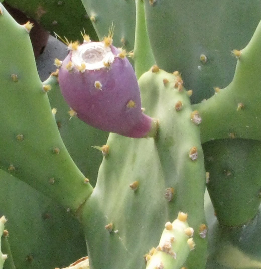 Pépinière Palmaris Opuntia inermis 