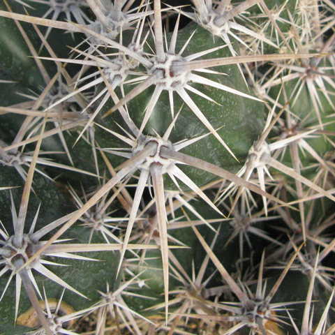 Pépinière Palmaris Corynopuntia invicta