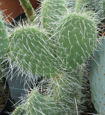 Pépinière Palmaris Opuntia leucotricha 