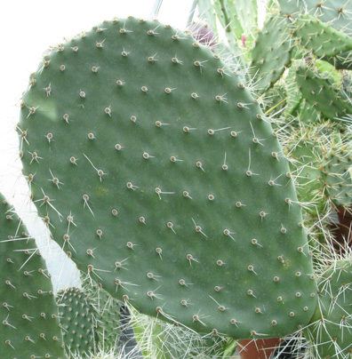 Pépinière Palmaris Opuntia leucotricha 