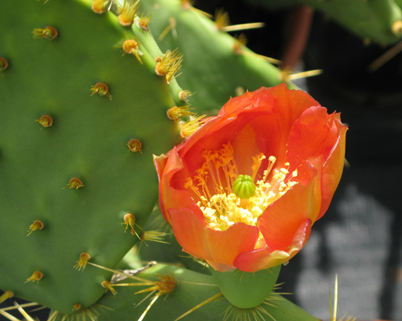 Pépinière Palmaris Opuntia engelmannii f. lindheimeri