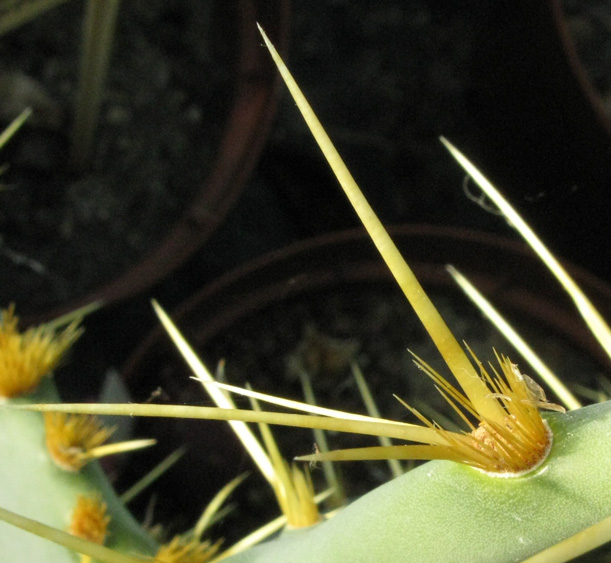 Pépinière Palmaris Opuntia engelmannii f. lindheimeri