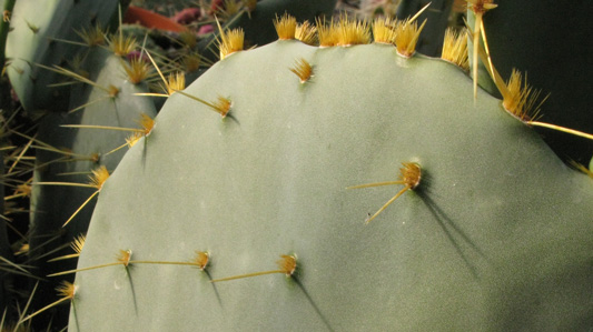 Pépinière Palmaris Opuntia engelmannii f. lindheimeri