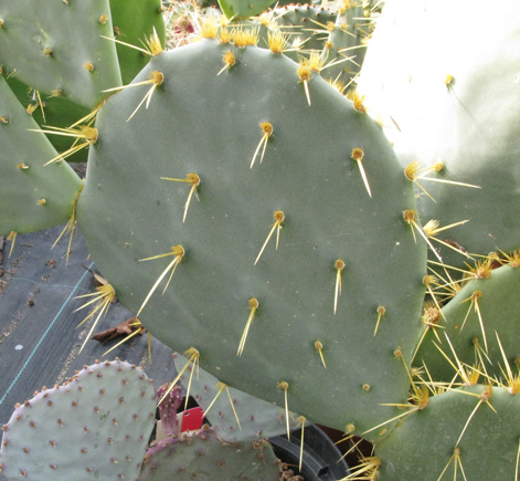 Pépinière Palmaris Opuntia engelmannii f. lindheimeri