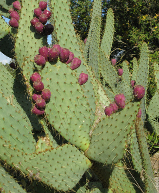 Pépinière Palmaris Opuntia engelmannii f. linguiformis