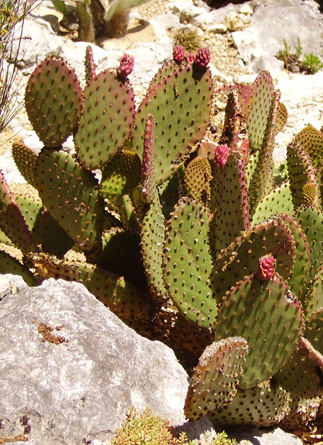 Pépinière Palmaris Opuntia macrocalyx Lespinet