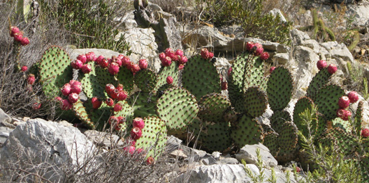 Pépinière Palmaris Opuntia macrocalyx Foncaude