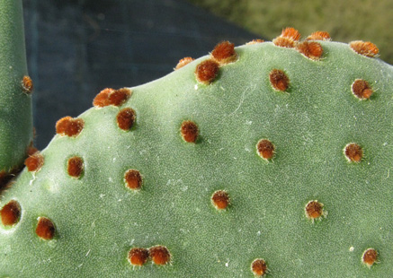 Pépinière Palmaris Opuntia macrocalyx