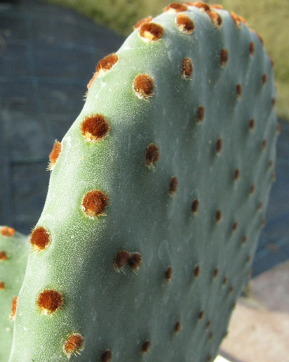 Pépinière Palmaris Opuntia macrocalyx