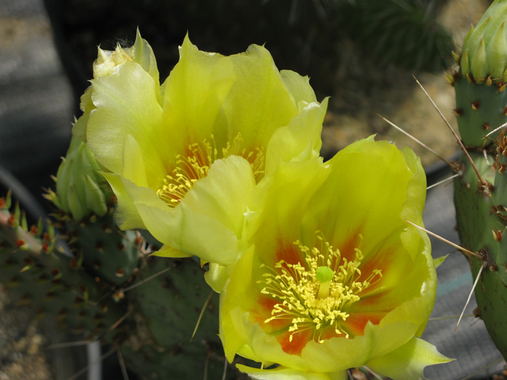 Pépinière Palmaris Opuntia macrocentra A5