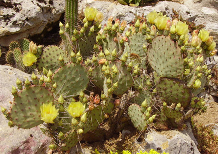 Pépinière Palmaris Opuntia macrocentra A5