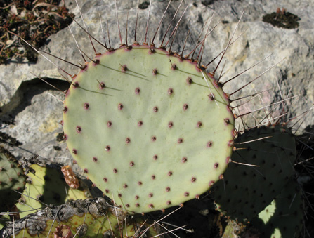 Pépinière Palmaris Opuntia mPépinière Palmaris Opuntia macrocentra A5acrocentra