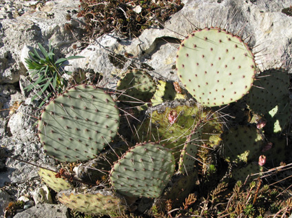 Pépinière Palmaris Opuntia macrocentra A5
