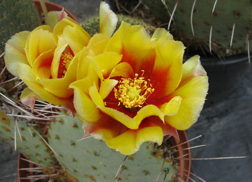 Pépinière Palmaris Opuntia macrocentra C3