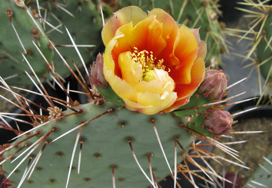 Pépinière Palmaris Opuntia macrocentra C3