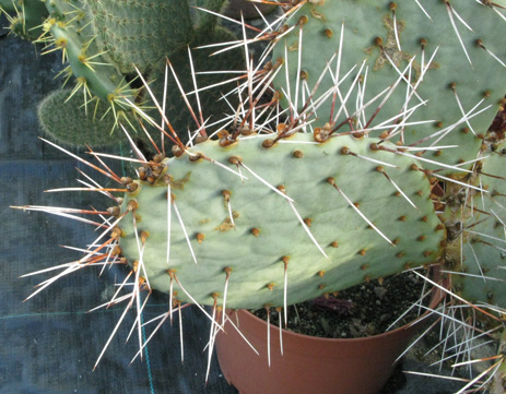 Pépinière Palmaris Opuntia macrocentra C3