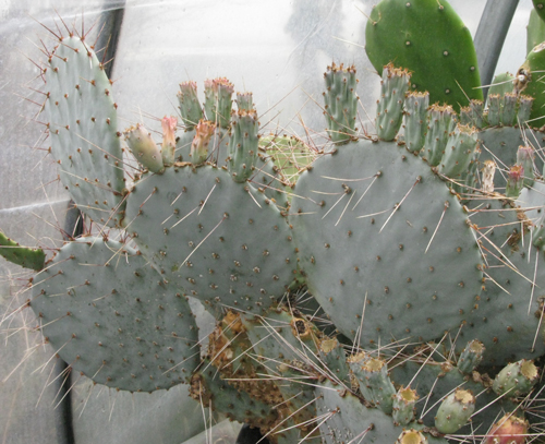 Pépinière Palmaris Opuntia macrocentra A5