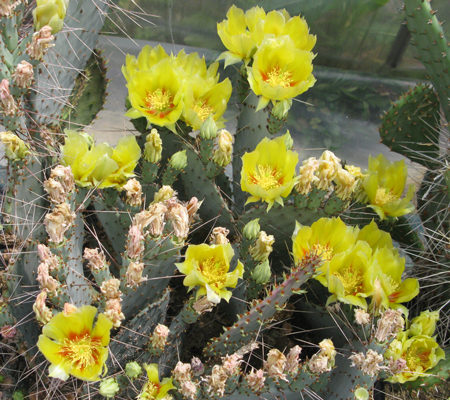 Pépinière Palmaris Opuntia macrocentra A5