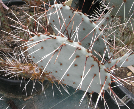 Pépinière Palmaris Opuntia macrocentra C3