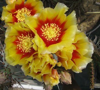 Pépinière Palmaris Opuntia macrocentra C3