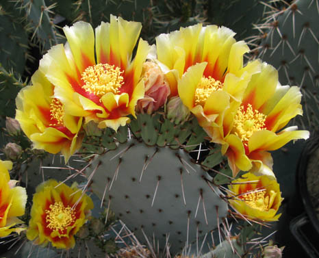 Pépinière Palmaris Opuntia macrocentra C3