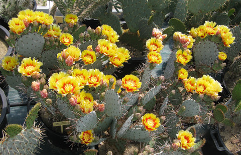 Pépinière Palmaris Opuntia macrocentra C3