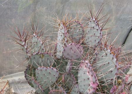 Pépinière Palmaris Opuntia macrocentra violacifolia