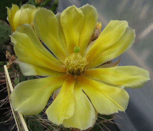 Pépinière Palmaris Opuntia macrorhiza