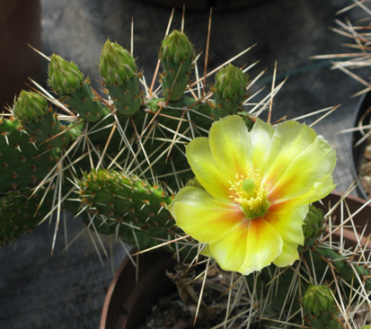 Pépinière Palmaris Opuntia macrorhiza