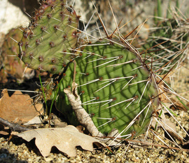 Pépinière Palmaris Opuntia macrorhiza