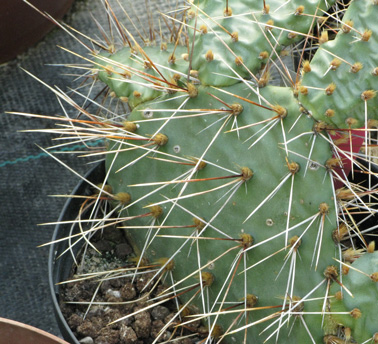 Pépinière Palmaris Opuntia macrorhiza