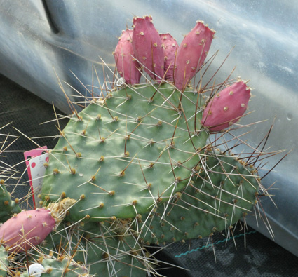 Pépinière Palmaris Opuntia macrorhiza