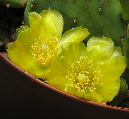 Pépinière Palmaris Opuntia macrorhiza grandiflora