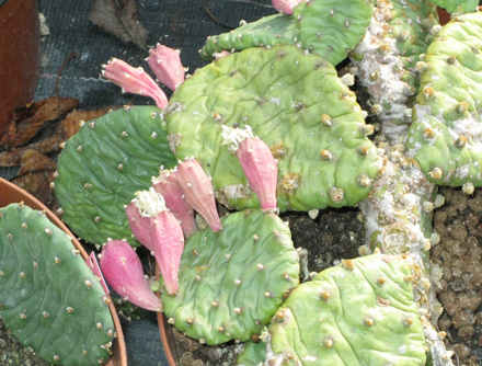 Pépinière Palmaris Opuntia macrorhiza grandiflora