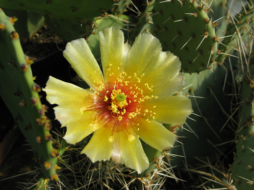 Pépinière Palmaris Opuntia X tortispina