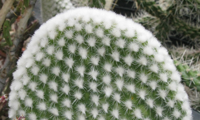 Pépinière Palmaris Opuntia microdasys albispina longispina