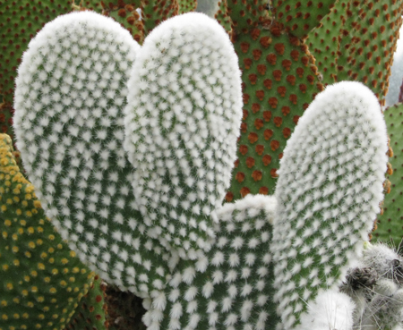 Pépinière Palmaris Opuntia microdasys albispina longispina