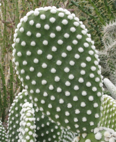 Pépinière Palmaris Opuntia microdasys albispina macroguttata