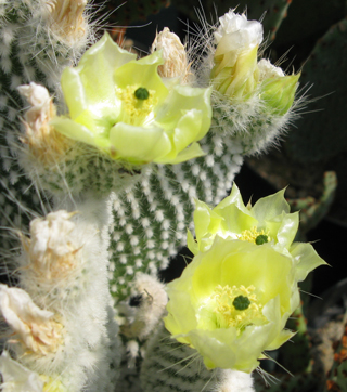 Pépinière Palmaris Opuntia microdasys albispina