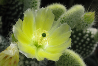 Pépinière Palmaris Opuntia microdasys albispina