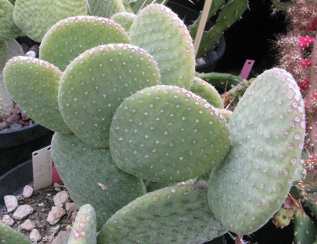 Pépinière Palmaris Opuntia microdasys caress