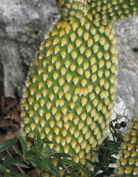 Pépinière Palmaris Opuntia microdasys pallida longispina