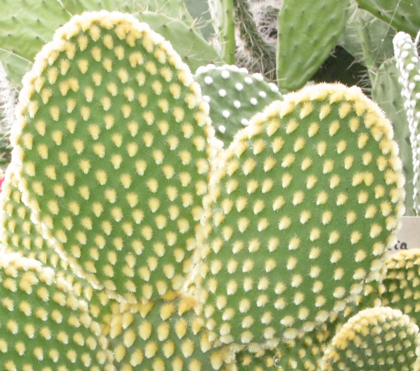 Pépinière Palmaris Opuntia microdasys pallida longispina