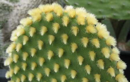 Pépinière Palmaris Opuntia microdasys pallida longispina