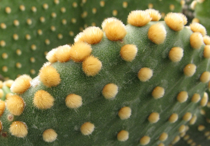 Pépinière Palmaris Opuntia microdasys pallida macroguttata