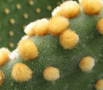 Pépinière Palmaris Opuntia microdasys pallida macroguttata